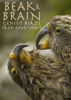 Watch Beak & Brain - Genius Birds from Down Under Full Movies Free HD Online 123Movies Alternative Sites | TwoMovies.tv